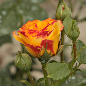 Flori galben intens, înflorește în grupuri, continu, un bun trandafir de strat.